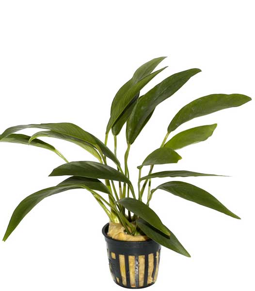 anubias-barteri-var-angustifolia
