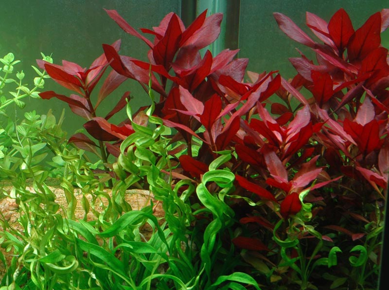  Ludwigia repens 'Rubin'