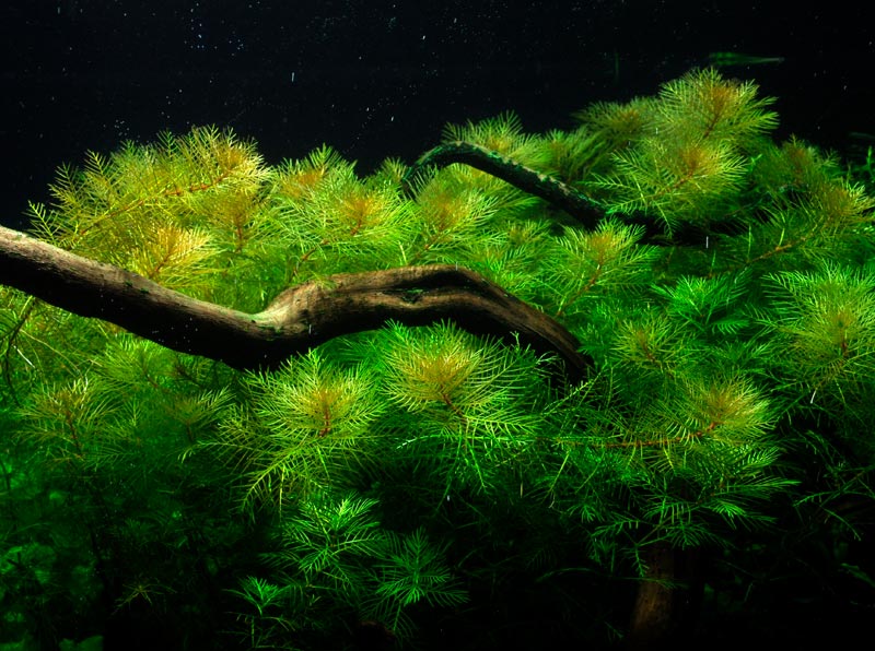 Myriophyllum mattogrossense