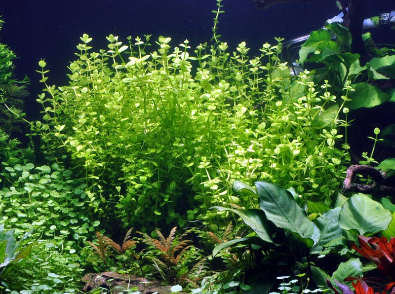 Glossostigma elatinoides