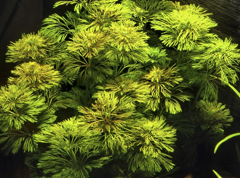 Limnophila sessiliflora