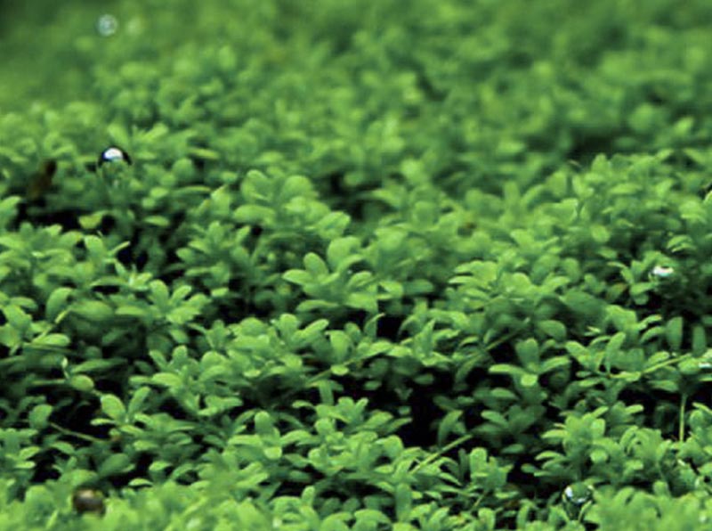 Hemianthus callitrichoides ''Cuba''