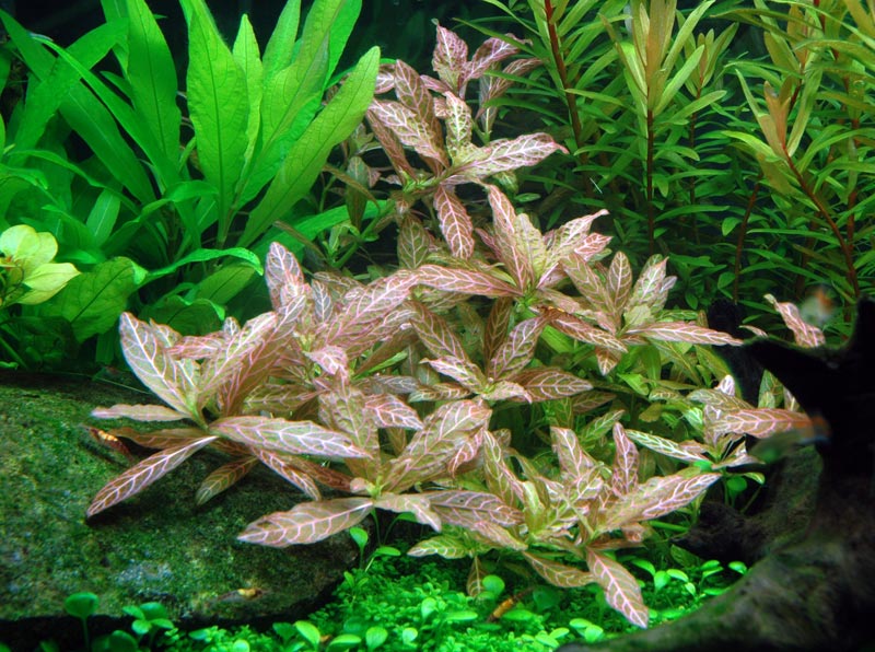 Hygrophila polysperma 'Rosanervig'