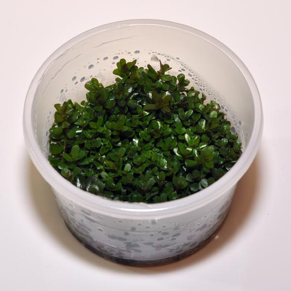 Rotala rotundifolia