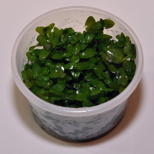 Bacopa caroliniana