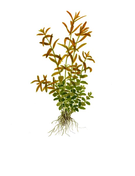 Rotala rotundifolia