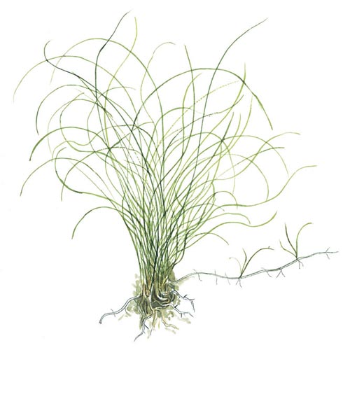 Eleocharis parvula