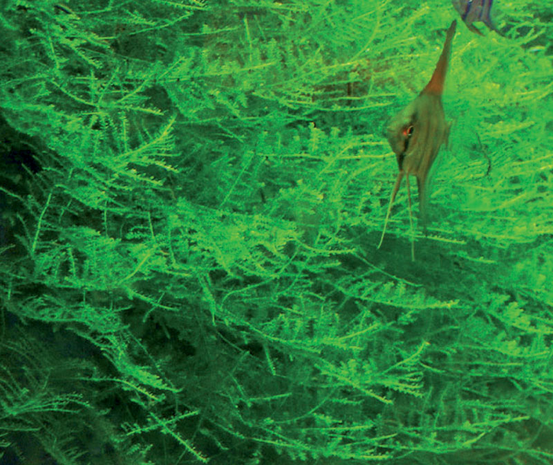 Vesicularia Montagnei