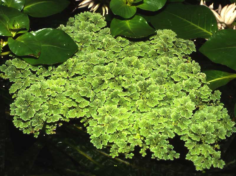 azolla-caroliniana