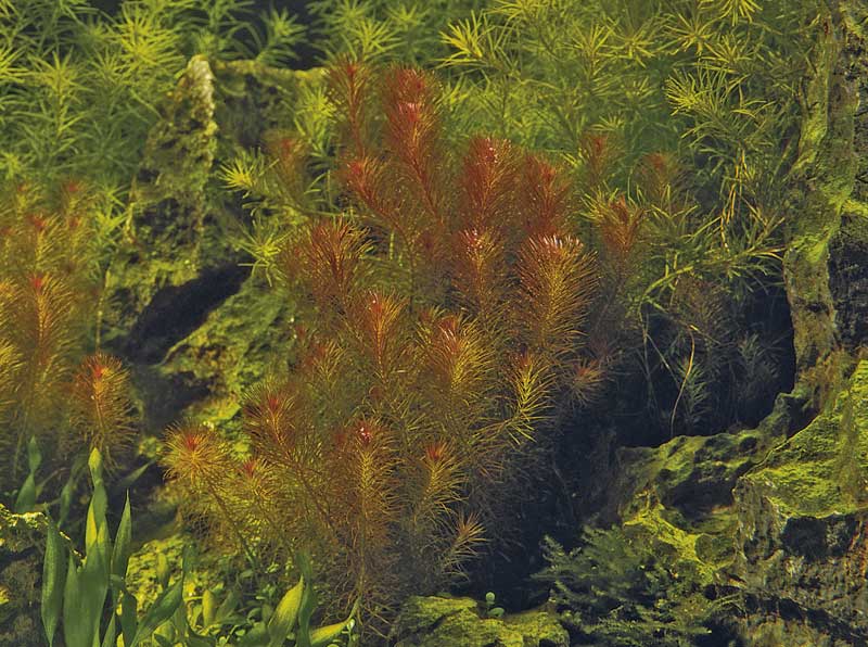 rotala-wallichii