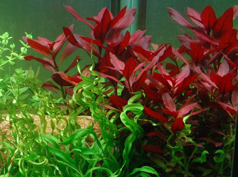 ludwigia-repens-rubin