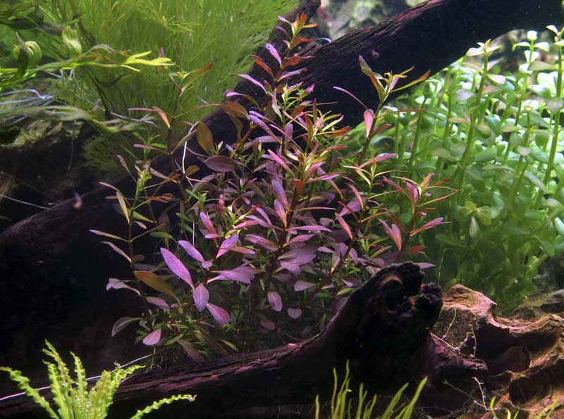 ludwigia-arcuata