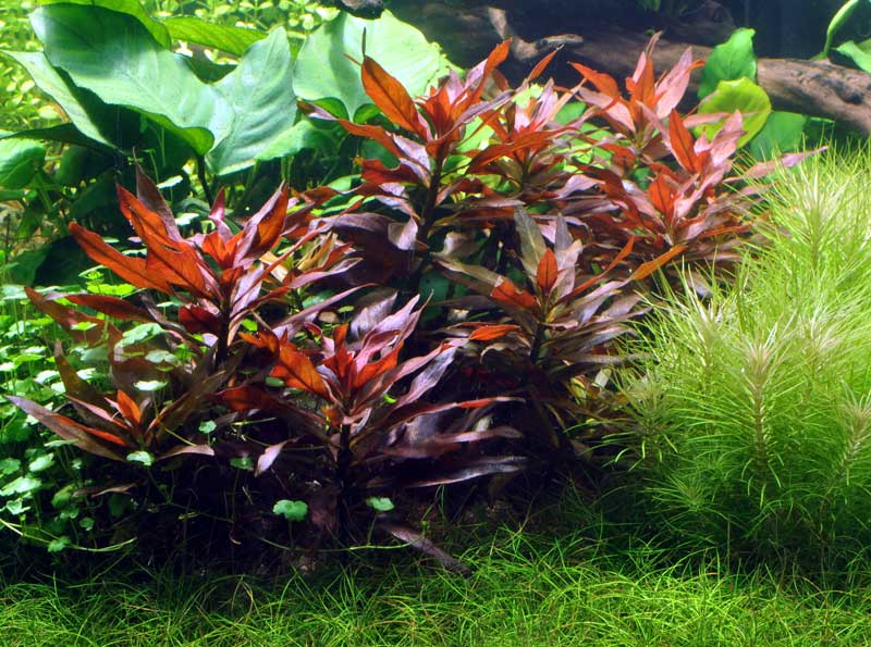 ludwigia-glandulosa