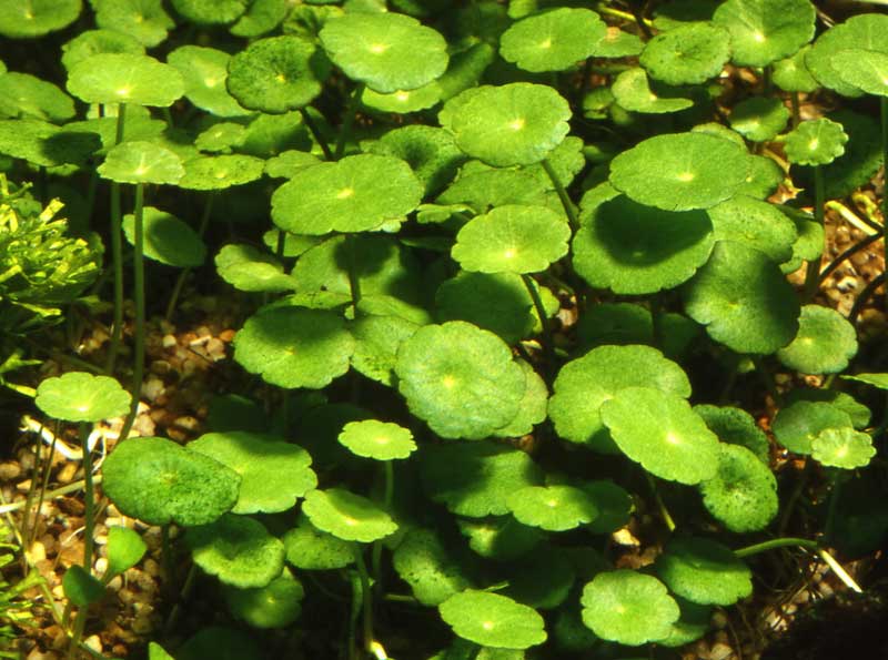 hydrocotyle-verticillata