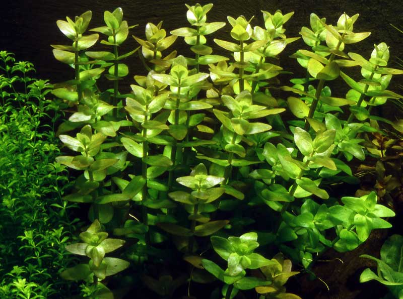 bacopa-caroliniana