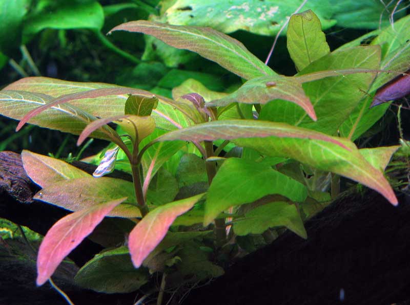 hygrophila-corymbosa-compact