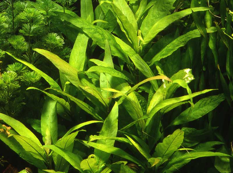 hygrophila-corymbosa-siamensis