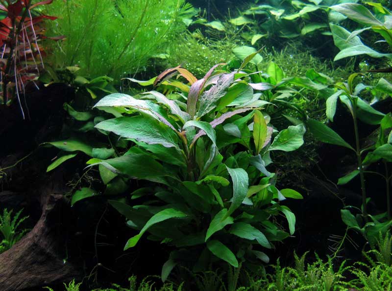 hygrophila-corymbosa-siamensis