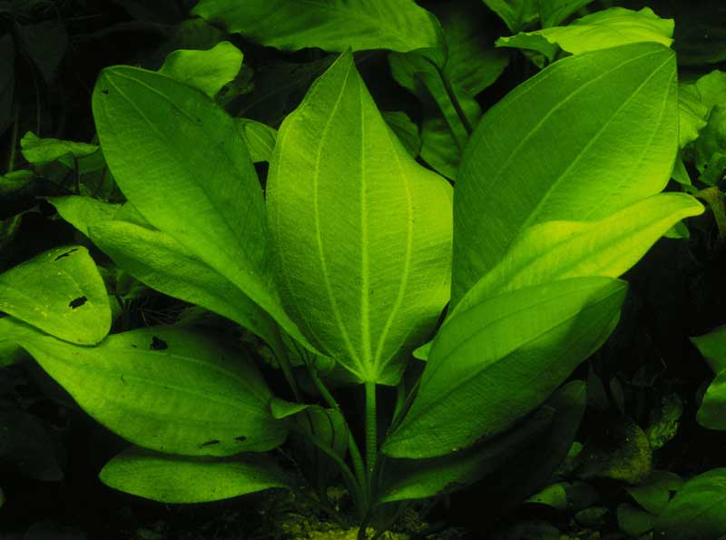 echinodorus-cordifolius-ssp-fluitans