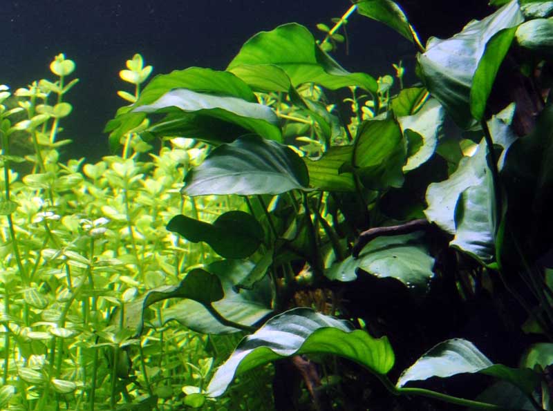 anubias-barteri-var-nana