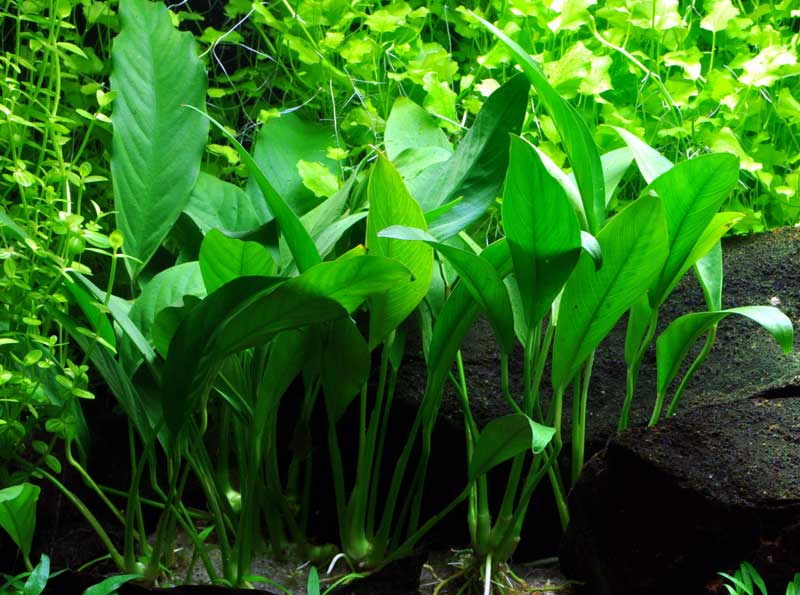 anubias-barteri-var-angustifolia