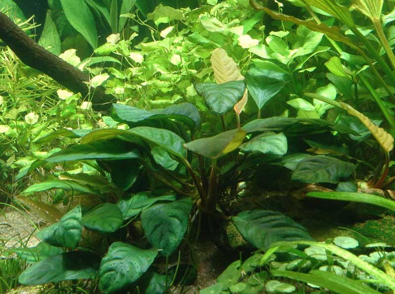 anubias-barteri-coffeefolia-