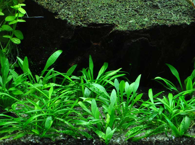 cryptocoryne-parva