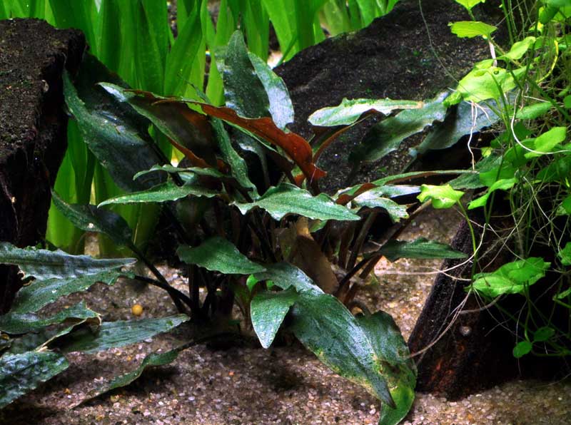 cryptocoryne-beckettii-petchii