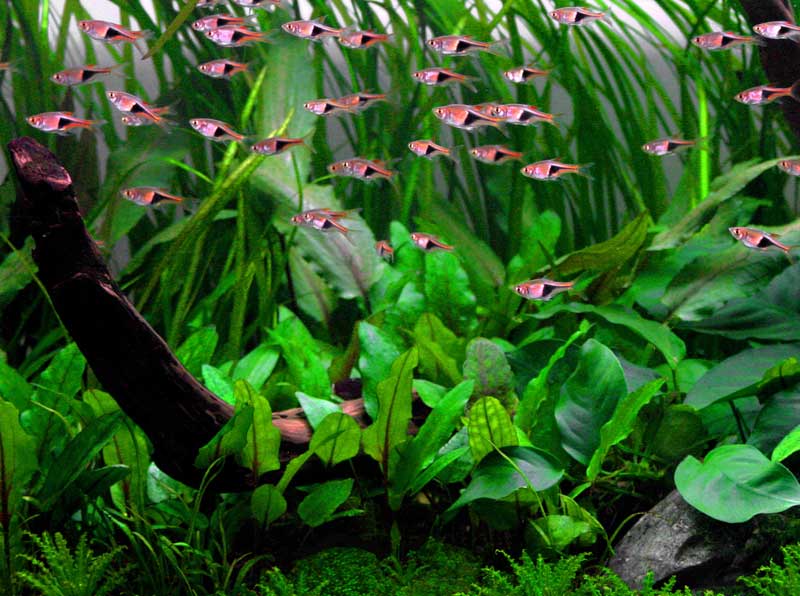 cryptocoryne-wendtii-green