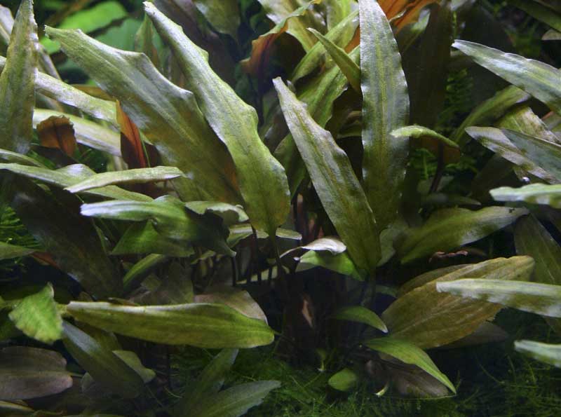 cryptocoryne-wendtii-brown