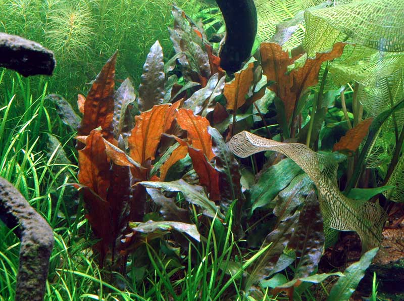 cryptocoryne-wendtii-mi-oya