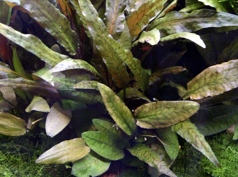 cryptocoryne-wendtii-tropica