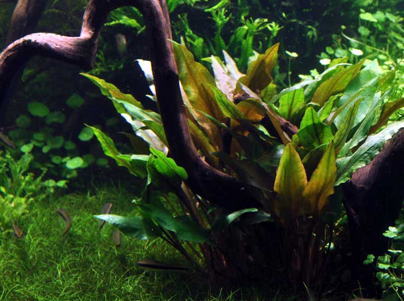 cryptocoryne-undulata-broad-leaves