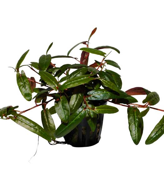 polygonum-sp