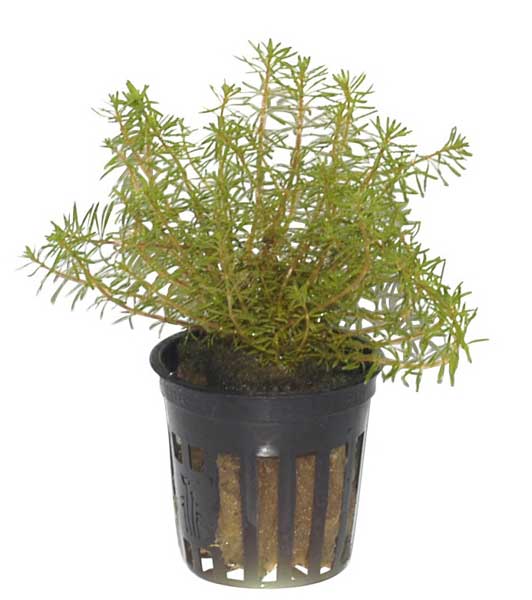 rotala-wallichii