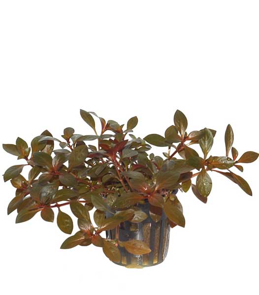 ludwigia-repens-rubin