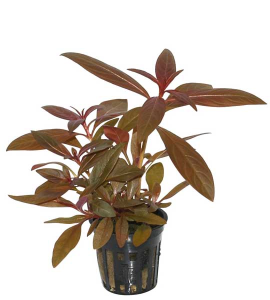 ludwigia-glandulosa