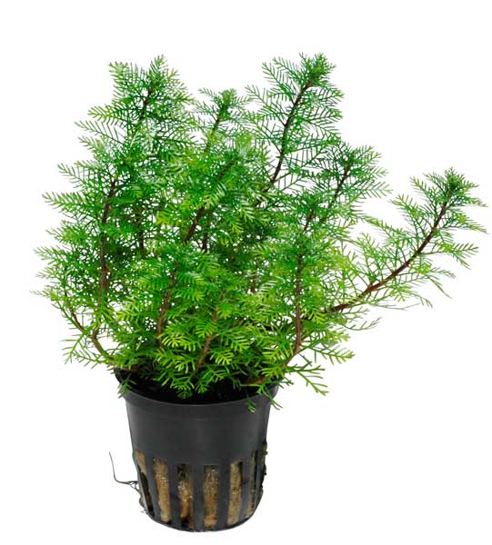 myriophyllum-mattogrossense