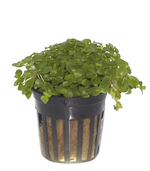 bacopa-australis