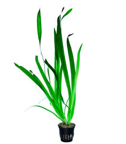 vallisneria-americana-gigantea