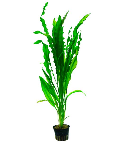 aponogeton-crispus