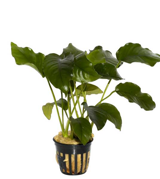 anubias-barteri-var-barteri