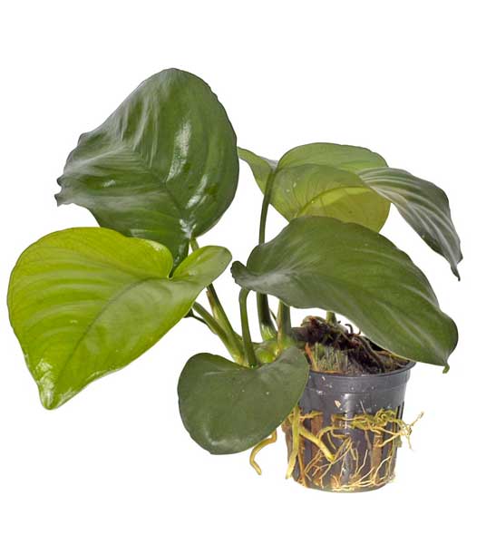 anubias-barteri-var-caladiifolia-1705