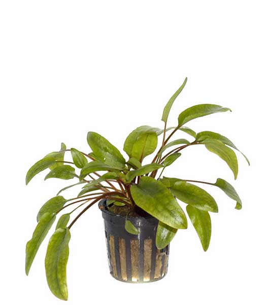 cryptocoryne-wendtii-green