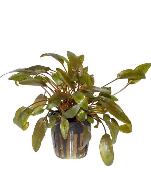 cryptocoryne-wendtii-brown