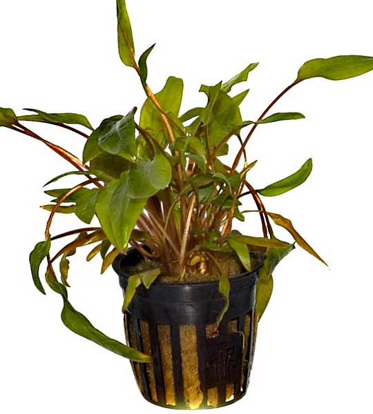 cryptocoryne-wendtii-mi-oya