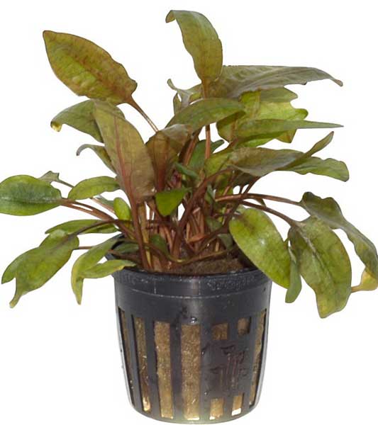 cryptocoryne-wendtii-tropica