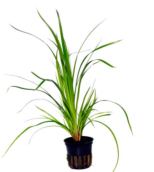 cyperus-helferi