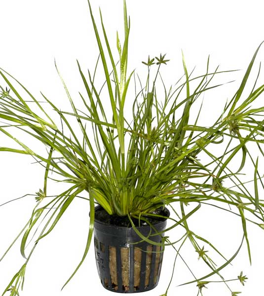 juncus-repens