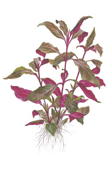 alternanthera-reineckii-purple